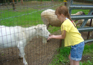 a photo of a girl feeding a goat