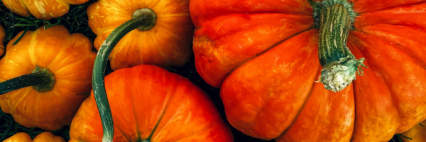 Harvest Fest At the Y